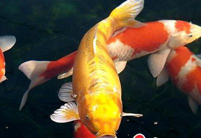 家居风水鱼