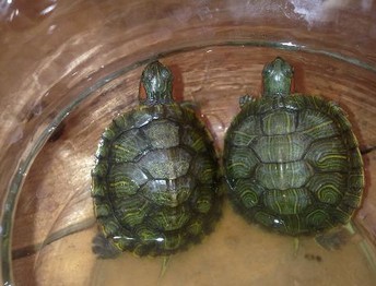 养乌龟风水作用