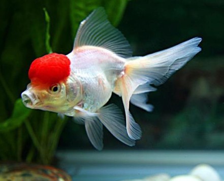 办公室养鱼风水有什么好康