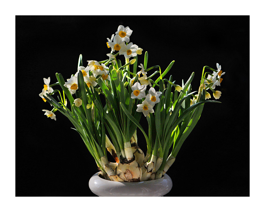 11月开什么花 十一月开什么花