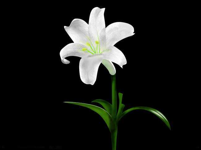 送百合花代表什么 百合花的象征意义