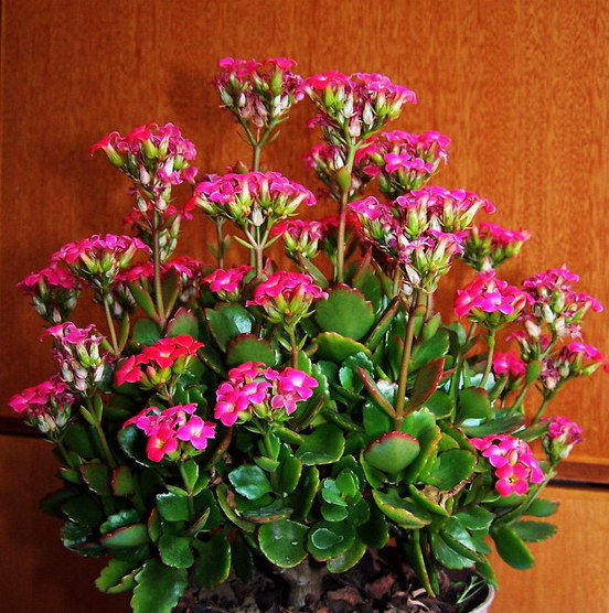 长寿花有毒吗 长寿花的养殖方法